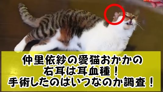 仲里依紗の愛猫おかかの右耳は耳血種！手術したのはいつなのか調査！
